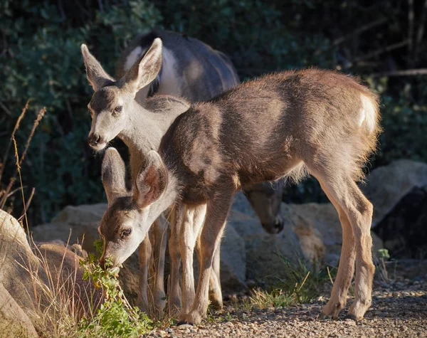 Twin Fawns Lanche Com Mãe Dia Queda Final Tarde Luz — Fotografia de Stock