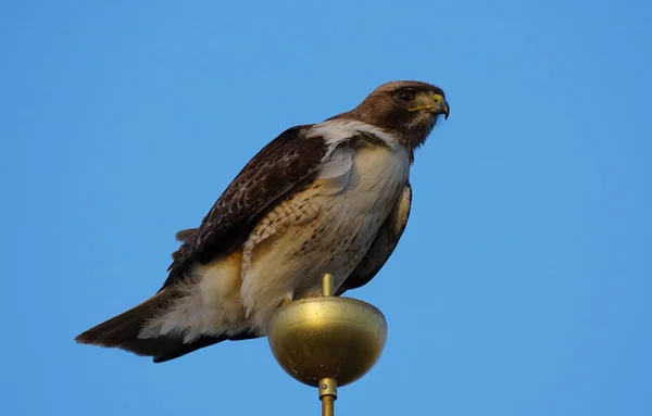 Duży Red Tailed Hawk Siedzi Maszcie Flagowym Patrzy Dół Kamerę — Zdjęcie stockowe