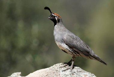Gambel 'in erkek bıldırcını ailesinin yemek yerken izlemek için yüksek bir nokta buluyor..