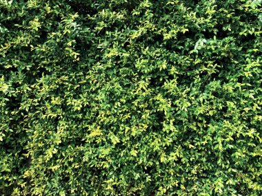 Arka plan için yeşil yapraklar duvar, Panorama duvar