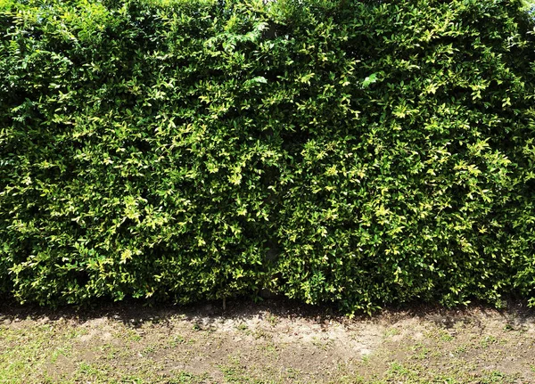 Green Leaves Wall Background Panorama Wall — Stock Photo, Image
