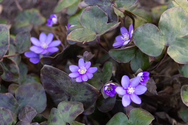 Flores Púrpuras Creciendo Jardín — Foto de Stock