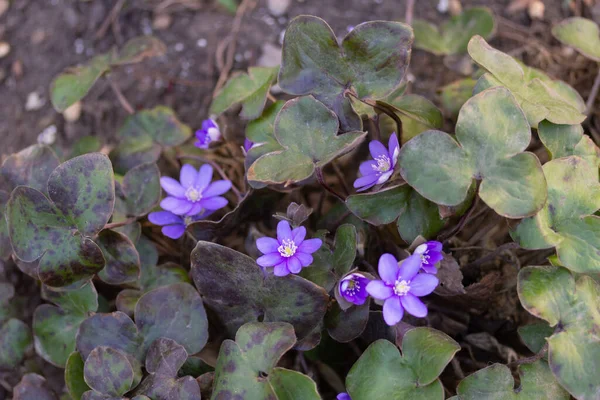 Flores Púrpuras Creciendo Jardín — Foto de Stock