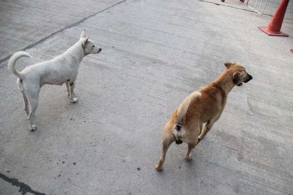 İki köpek yerde..