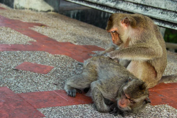 Μαϊμού κοιτάζει τσιμπούρι. — Φωτογραφία Αρχείου