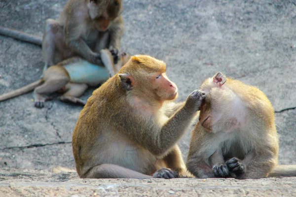 Μαϊμού κοιτάζει τσιμπούρι. — Φωτογραφία Αρχείου
