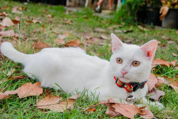Çim üzerinde beyaz kedi mutlu.