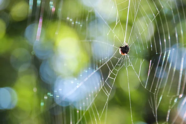 Păianjen mic pe web — Fotografie, imagine de stoc