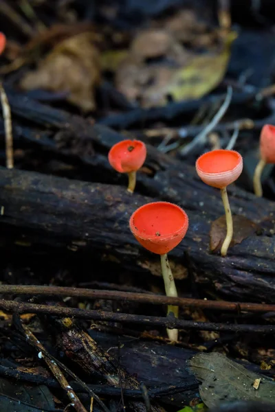 Houbová pohárek, růžová pálka — Stock fotografie