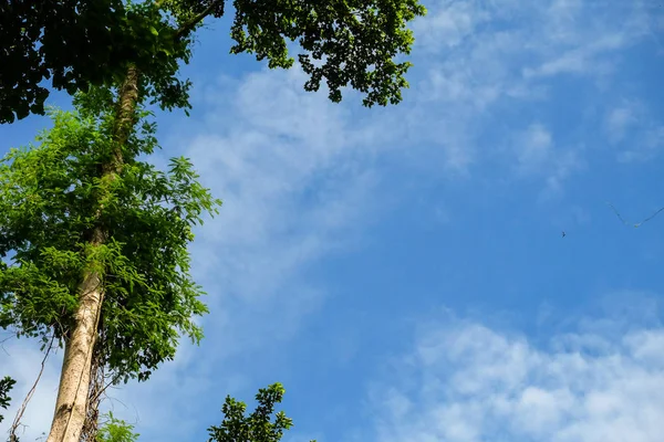 Himmel im Vordergrund ist ein kleiner Baum, ein großer Baum — Stockfoto