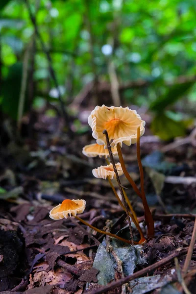 Oranžové houby. — Stock fotografie