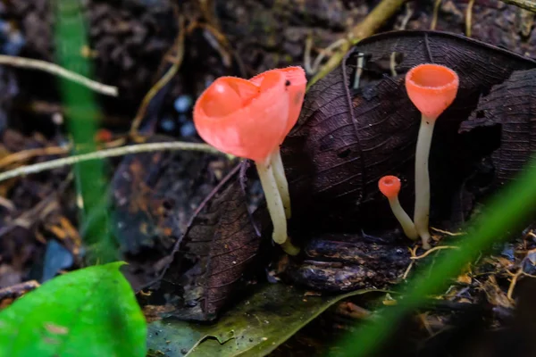 Houbová pohárek, růžová pálka — Stock fotografie