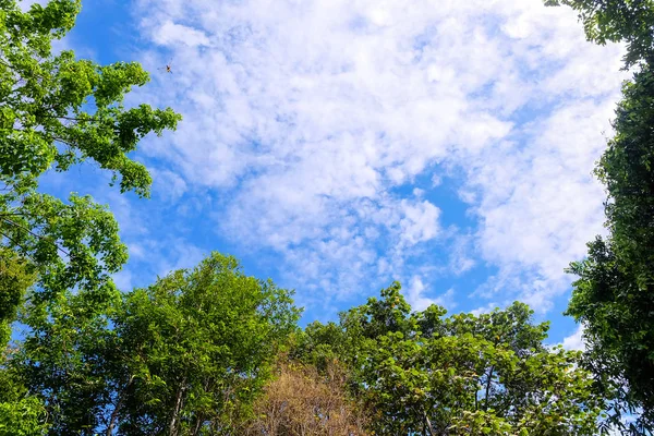 Himmel im Vordergrund ist ein kleiner Baum, ein großer Baum — Stockfoto