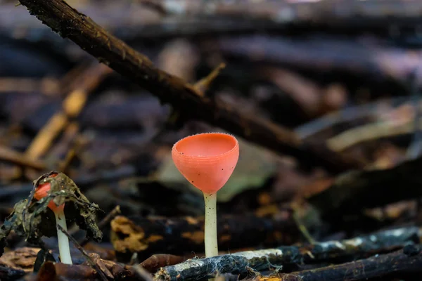 Taça de fungos, PINK BURN CUP, Cogumelo de champanhe — Fotografia de Stock