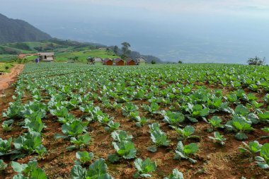 Phu Thap Berk de Hmong insanların lahana sebze arsa.