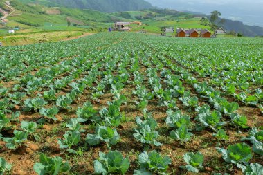 Phu Thap Berk de Hmong insanların lahana sebze arsa.