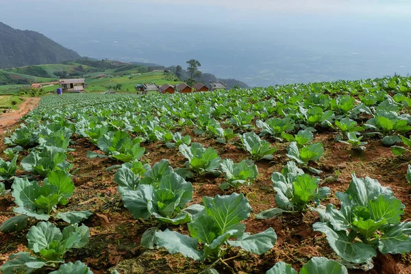 Phu Thap Berk de Hmong insanların lahana sebze arsa.