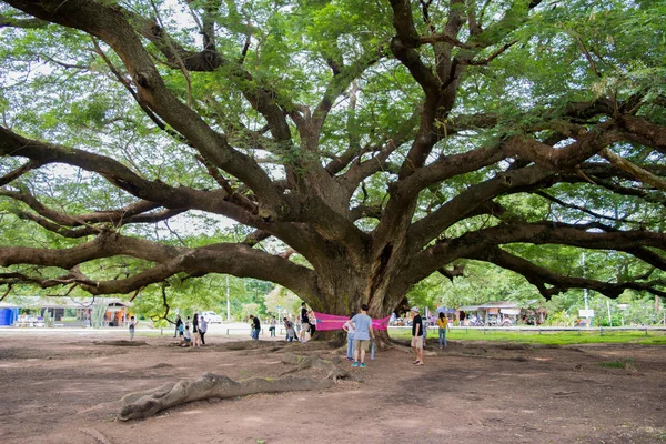 Gigantyczne drzewo rumiany — Zdjęcie stockowe