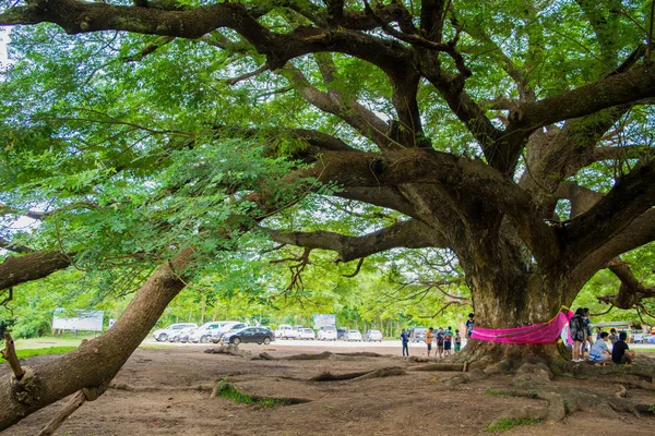 Riesenchamtschuri-Baum — Stockfoto