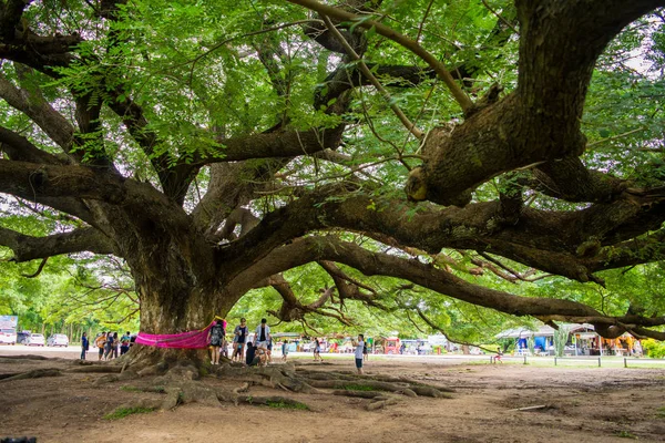 Riesenchamtschuri-Baum — Stockfoto