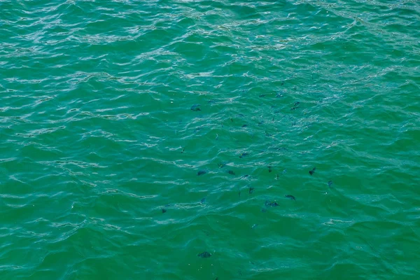 Изображение моря ярко зеленое и синее . — стоковое фото