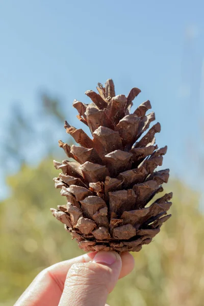 Vruchten van drie gevallen dennenbomen. — Stockfoto