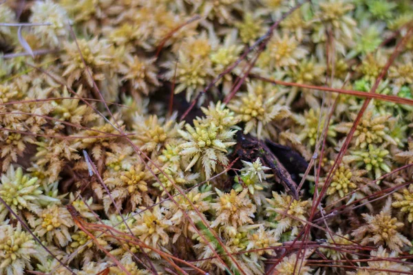 Sphagnum yosun veya Calanthe triplicata (Willemet) Ames.