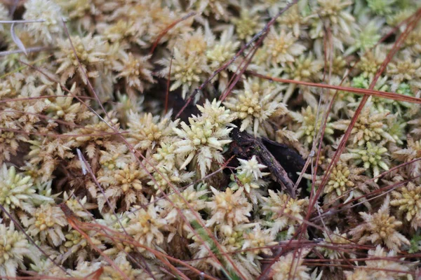 Sphagnum yosun veya Calanthe triplicata (Willemet) Ames.