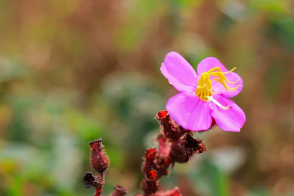 Osbeckia stellata.Chuknaree, Kholngkhelngkon . — Foto de Stock