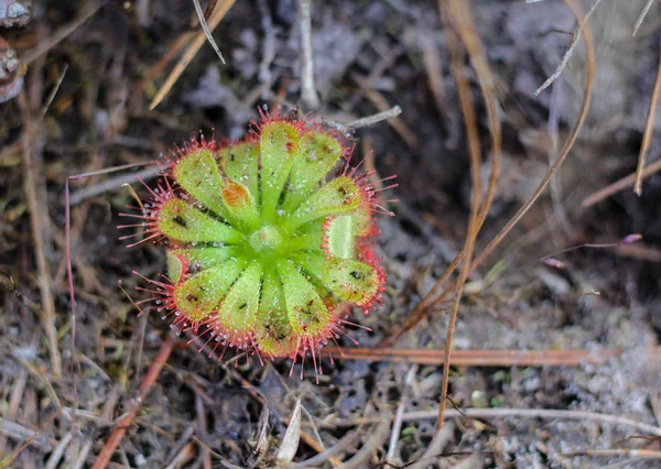 Szoszpók Drosera Váradi Éva. — Stock Fotó