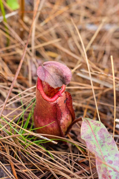 Nepenthes, opičí hrnec . — Stock fotografie
