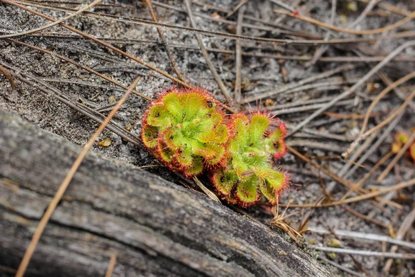 Szoszpók Drosera Váradi Éva. — Stock Fotó