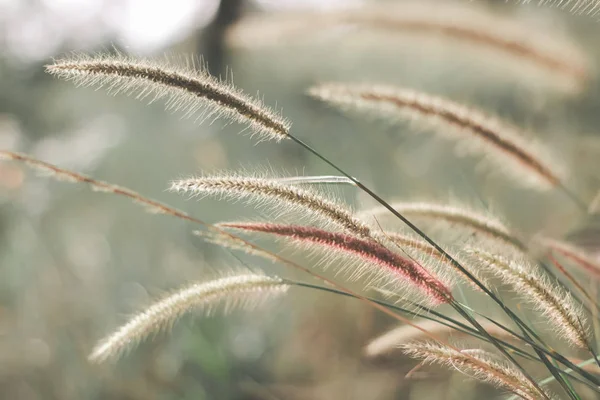 Fleurs d'herbe qui se trouvent le long du vent qui souffle à travers et imp — Photo