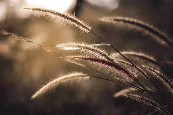 Grass flowers that lie along the wind that blows through And imp — Stock Photo, Image