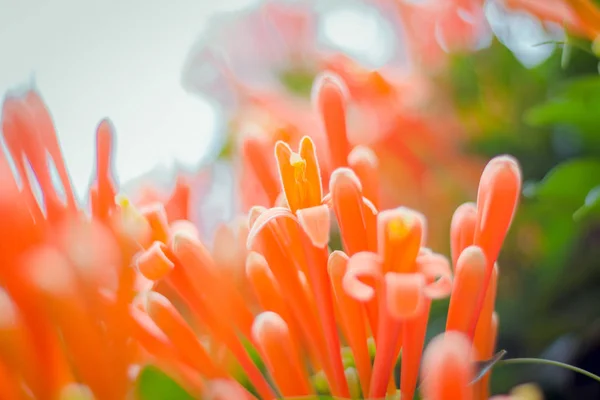 Pilar de Pwasad (Pyrostegia venusta ). —  Fotos de Stock