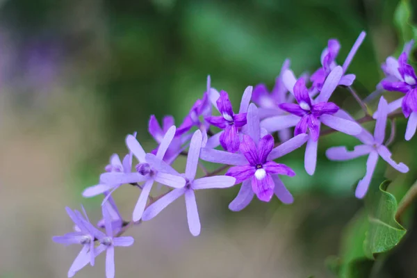 Rhynchostylis gigantea colorful. — Stock Photo, Image