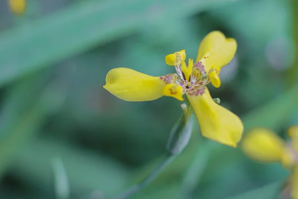 Orchidea Oncidium, jeden gatunek. — Zdjęcie stockowe