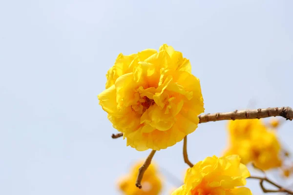 Cochlospermum regium çiçeği.