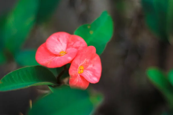 Euphorbia milli çiçeği. — Stok fotoğraf