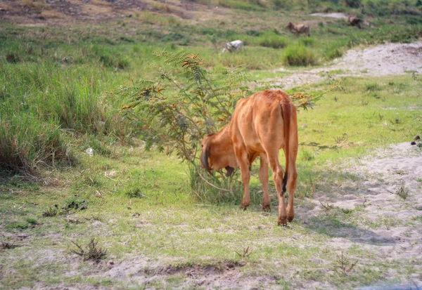 Cow grazing on the ground. — Stock Photo, Image