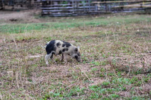 돼지가 풀에서 증상을 발견하다 — 스톡 사진