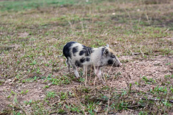 Little Piglet Find Symptoms Grass — Stock Photo, Image