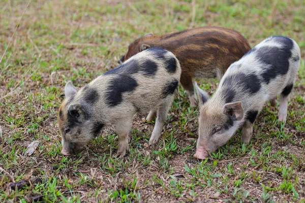 Little Piglet Find Symptoms Grass — Stock Photo, Image