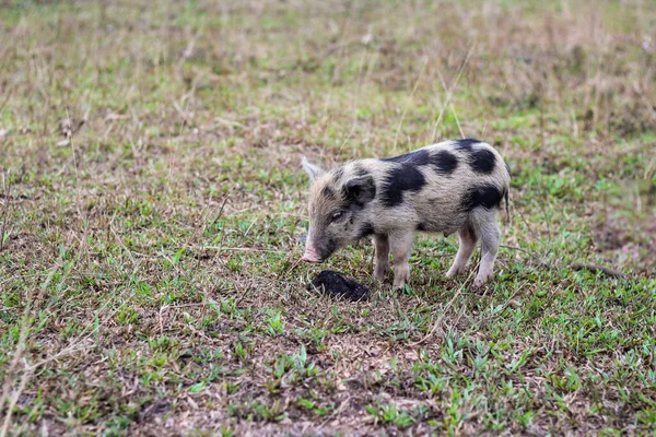 Pequeno Leitão Encontrar Sintomas Grama — Fotografia de Stock