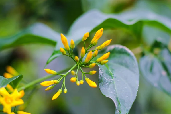 Tipo Flor Silvestre Con Color Amarillo — Foto de Stock