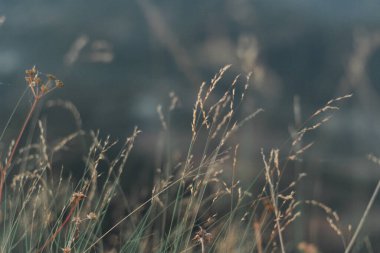 Rüzgâr boyunca uzanan ve yumuşak ışığın çarptığı çim çiçekleri. Arkaplan, soyut.