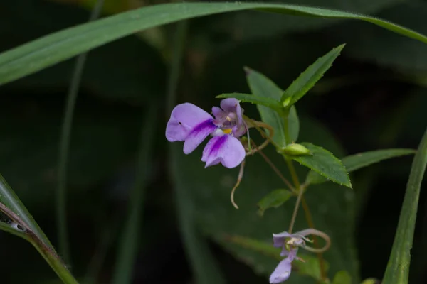 Flores Silvestres Nacidas Alrededor Cima Una Colina Mor Distrito Karen — Foto de Stock