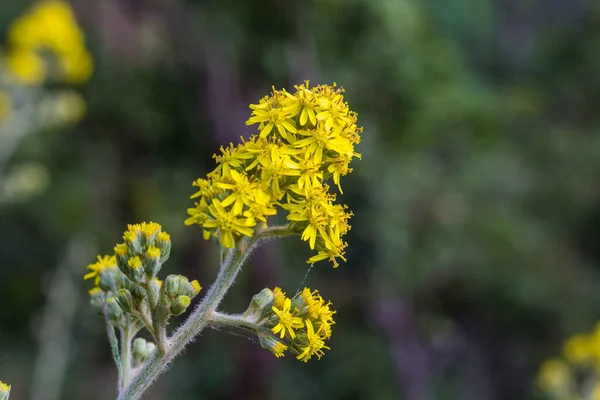 Wildblumen Rund Die Spitze Eines Hügels Mor Karen District Von — Stockfoto