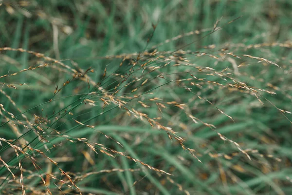 Fleurs Herbe Qui Trouvent Long Vent Qui Souffle Travers Touchés — Photo