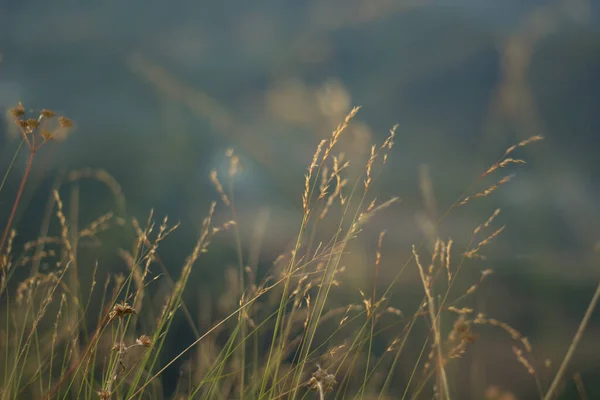 Fleurs Herbe Qui Trouvent Long Vent Qui Souffle Travers Touchés — Photo